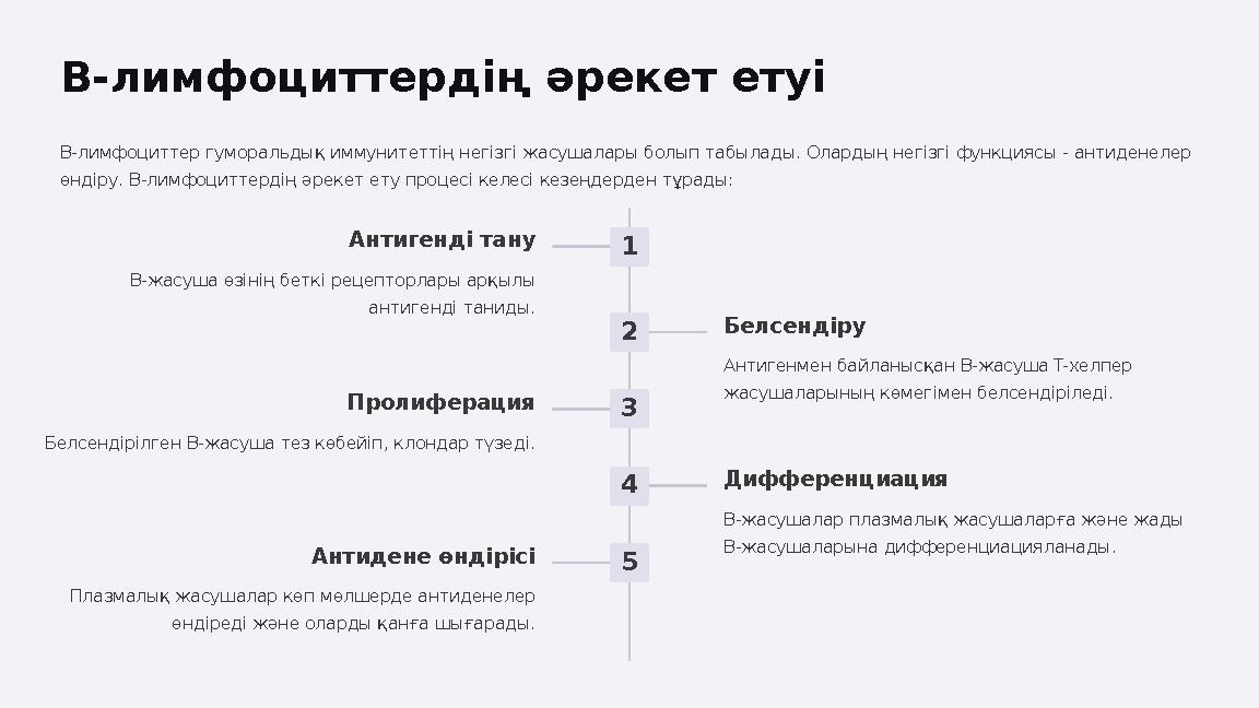 B-лимфоциттердің әрекет етуі B-лимфоциттер гуморальдық иммунитеттің негізгі жасушалары болып табылады. Олардың негізгі функциясы