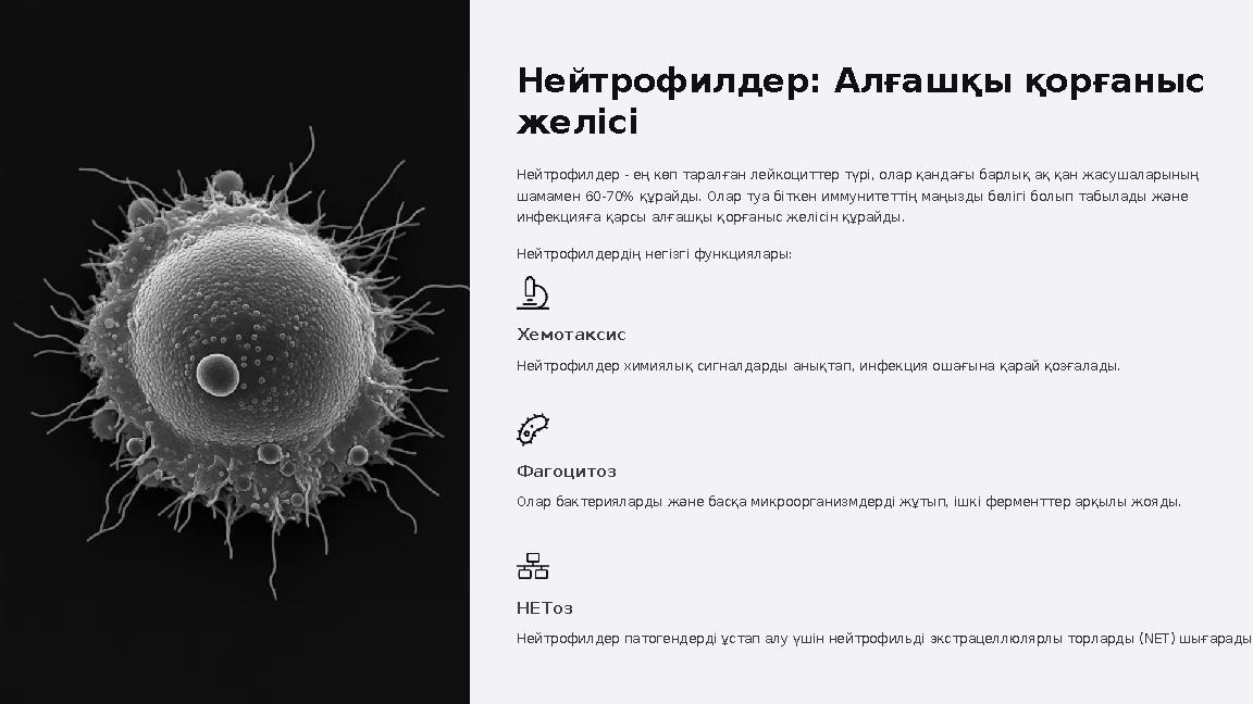 Нейтрофилдер: Алғашқы қорғаныс желісі Нейтрофилдер - ең көп таралған лейкоциттер түрі, олар қандағы барлық ақ қан жасушаларының