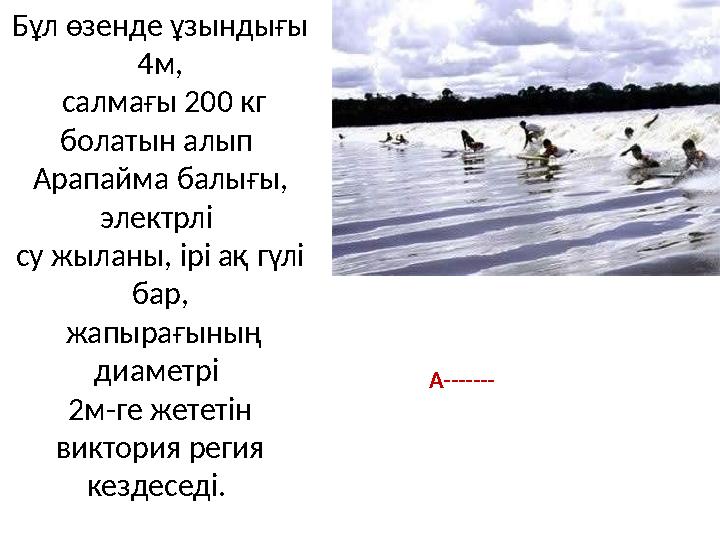 Бұл өзенде ұзындығы 4м, салмағы 200 кг болатын алып Арапайма балығы, электрлі су жыланы, ірі ақ гүлі бар, жапырағының д