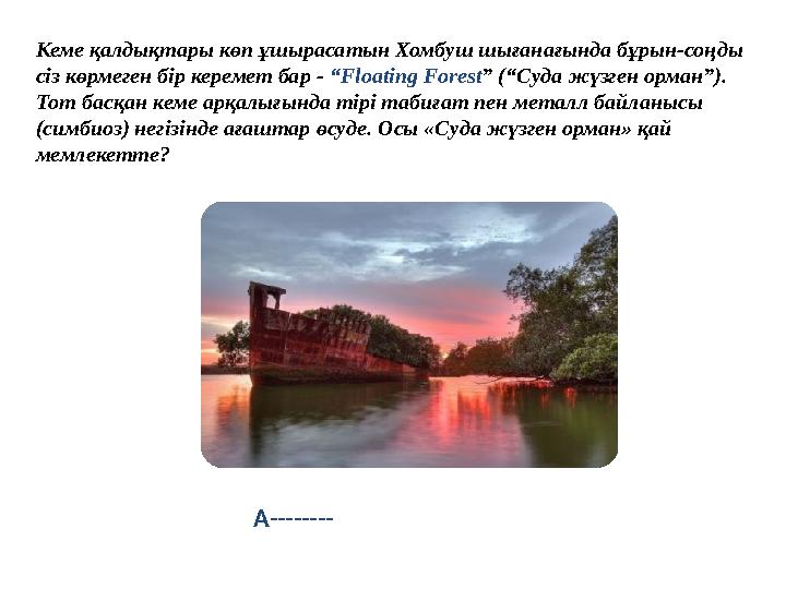 Кеме қалдықтары көп ұшырасатын Хомбуш шығанағында бұрын-соңды сіз көрмеген бір керемет бар - “Floating Forest” (“Суда жүзген ор