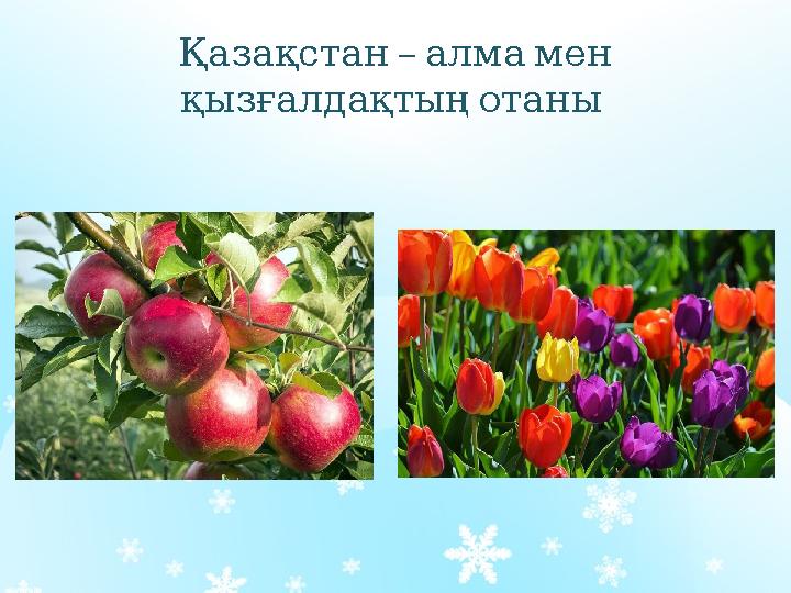 – Қазақстан алмамен қызғалдақтыңотаны – Қазақстан алмамен қызғалдақтыңотаны
