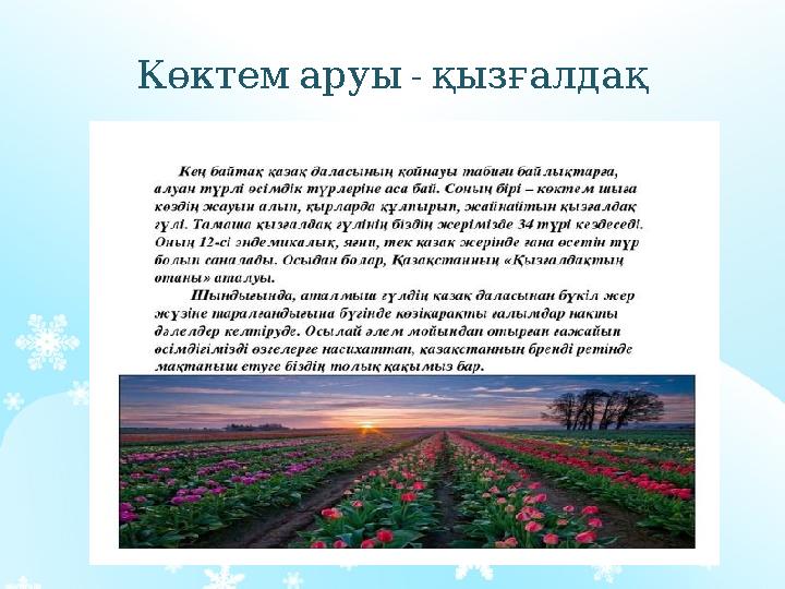 - Көктемаруы қызғалдақ - Көктемаруы қызғалдақ