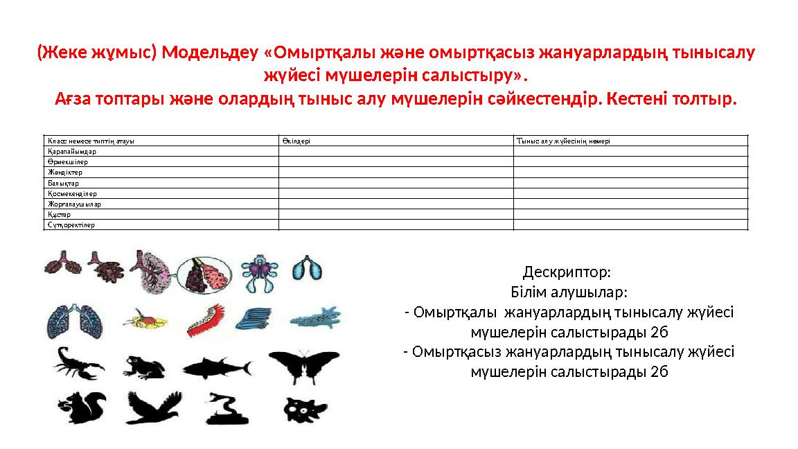 (Жеке жұмыс) Модельдеу «Омыртқалы және омыртқасыз жануарлардың тынысалу жүйесі мүшелерін салыстыру». Ағза топтары және олардың