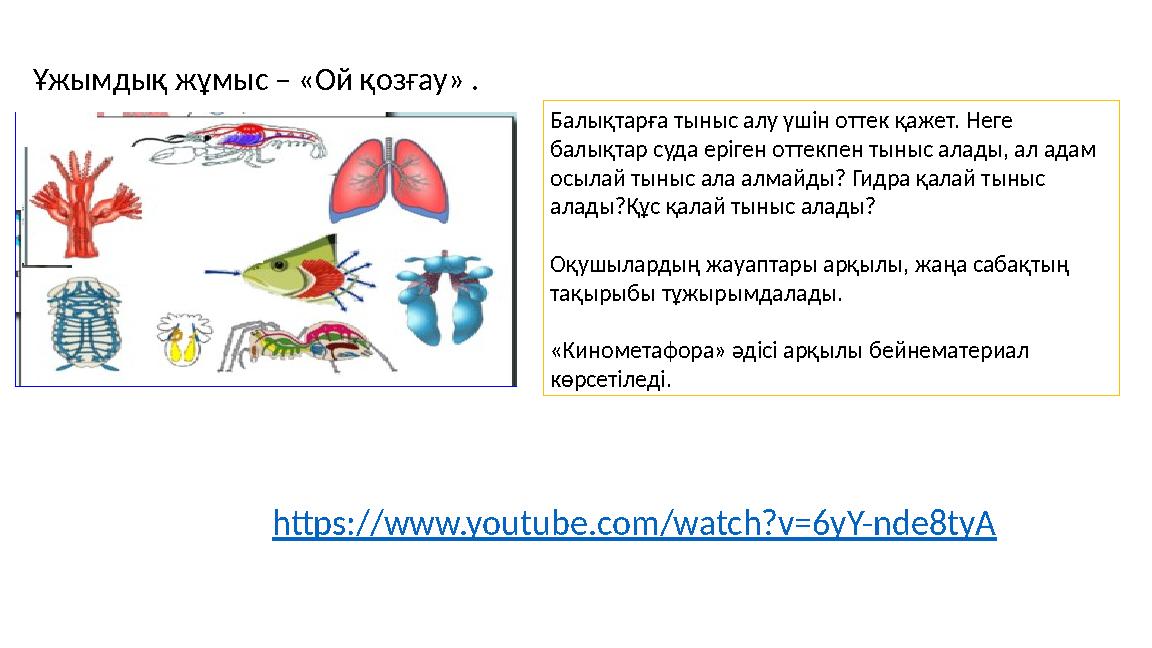 Ұжымдық жұмыс – «Ой қозғау» . Балықтарға тыныс алу үшін оттек қажет. Неге балықтар суда еріген оттекпен тыныс алады, ал адам