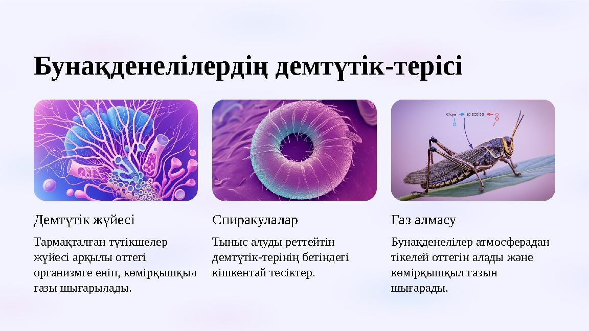 Бунақденелілердің демтүтік-терісі Демтүтік жүйесі Тармақталған түтікшелер жүйесі арқылы оттегі организмге еніп, көмірқышқыл