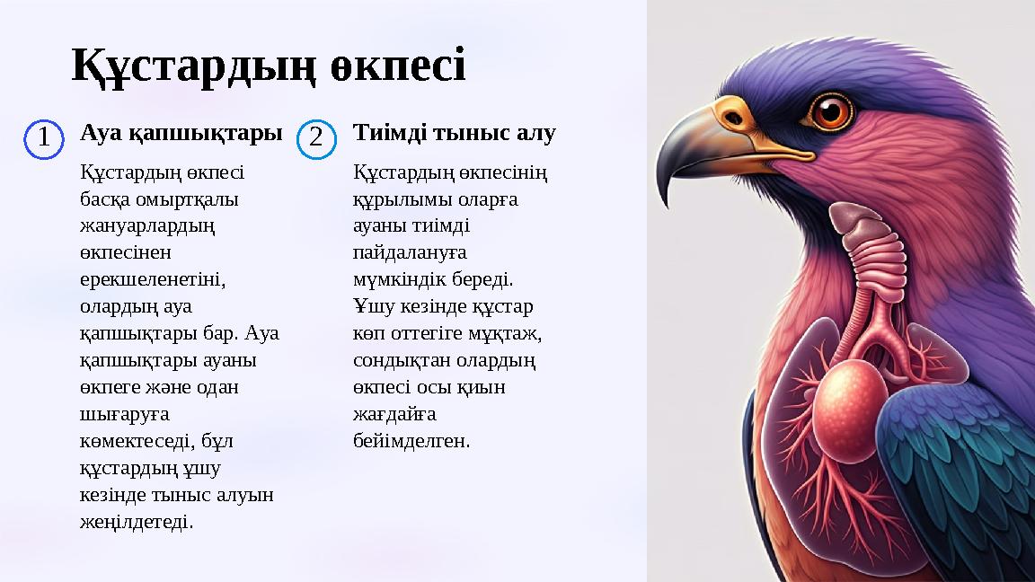 Құстардың өкпесі 1Ауа қапшықтары Құстардың өкпесі басқа омыртқалы жануарлардың өкпесінен ерекшеленетіні, олардың ауа қапш