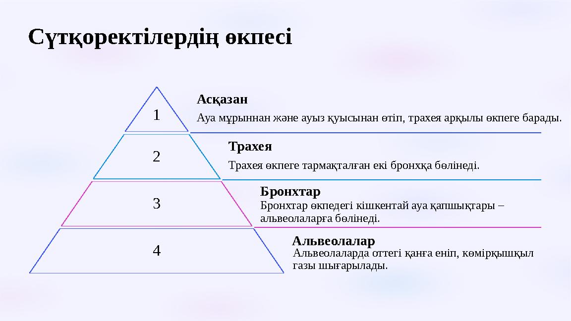 Сүтқоректілердің өкпесі 1 Асқазан Ауа мұрыннан және ауыз қуысынан өтіп, трахея арқылы өкпеге барады. 2 Трахея Трахея өкпеге тар