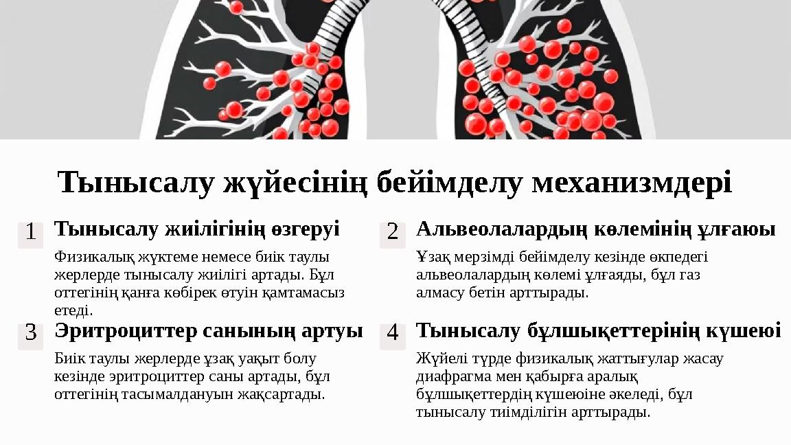 Тынысалу жүйесінің бейімделу механизмдері 1Тынысалу жиілігінің өзгеруі Физикалық жүктеме немесе биік таулы жерлерде тынысалу жи