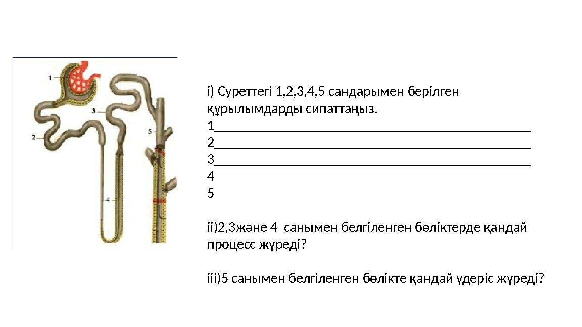 і) Суреттегі 1,2,3,4,5 сандарымен берілген құрылымдарды сипаттаңыз. 1_____________________________________________ 2___________