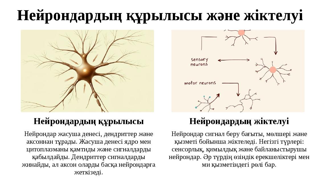 Нейрондардың құрылысы және жіктелуі Нейрондардың құрылысы Нейрондар жасуша денесі, дендриттер және аксоннан тұрады. Жасуша дене