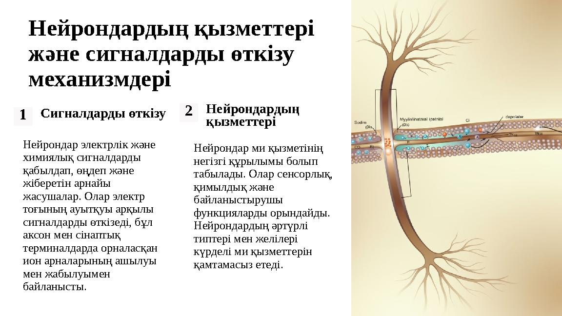 Нейрондардың қызметтері және сигналдарды өткізу механизмдері 1Сигналдарды өткізу Нейрондар электрлік және химиялық сигналдард