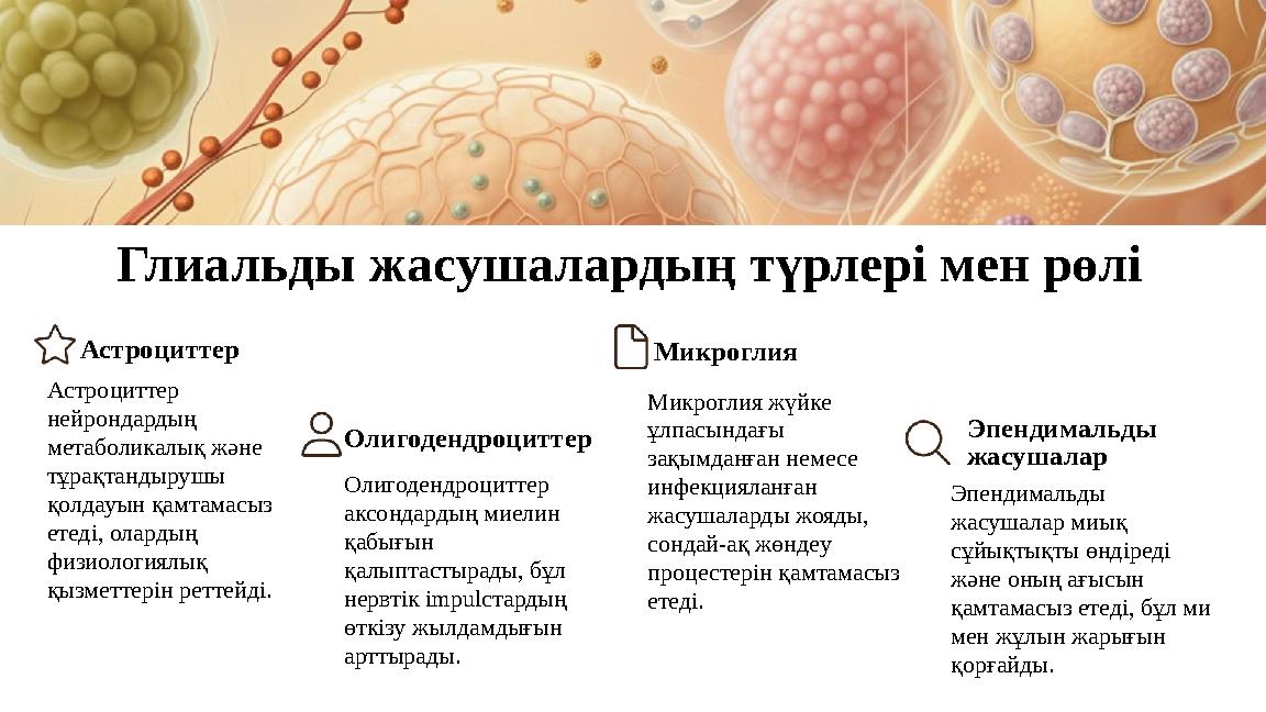 Глиальды жасушалардың түрлері мен рөлі Астроциттер Астроциттер нейрондардың метаболикалық және тұрақтандырушы қолдауын қамта
