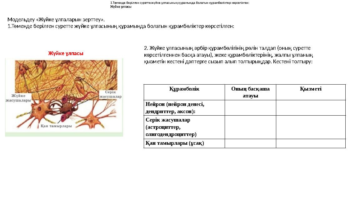 Модельдеу «Жүйке ұлпаларын зерттеу». 1.Төменде берілген суретте жүйке ұлпасының құрамында болатын құрамбөліктер көрсетілген: Жүй