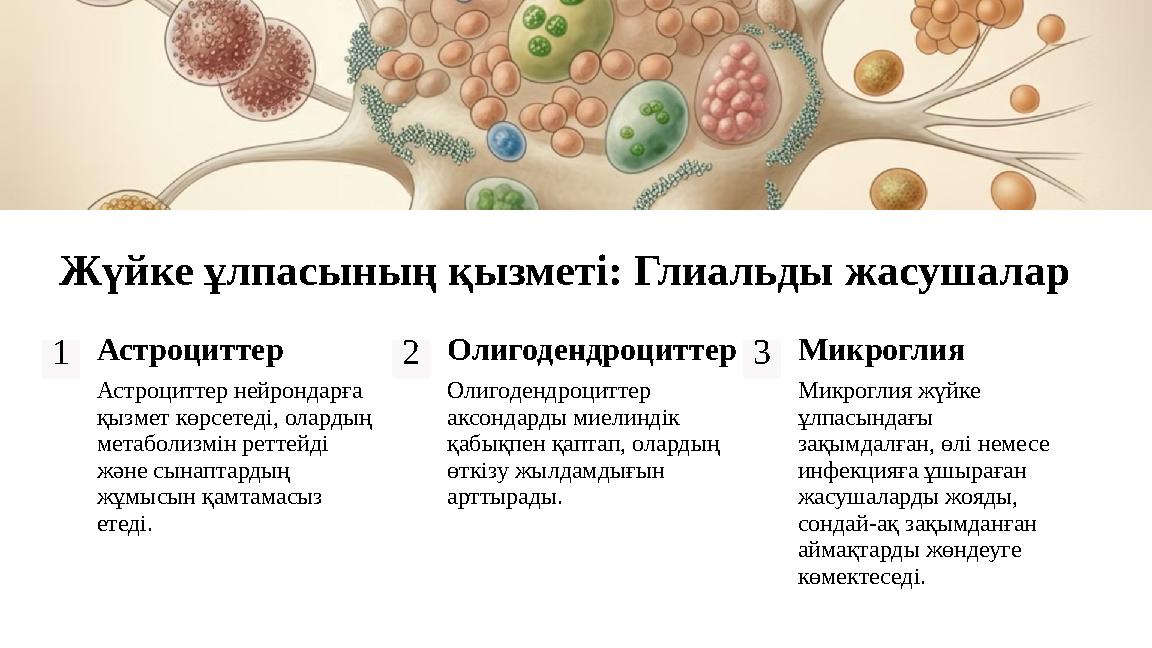 Жүйке ұлпасының қызметі: Глиальды жасушалар 1Астроциттер Астроциттер нейрондарға қызмет көрсетеді, олардың метаболизмін реттей