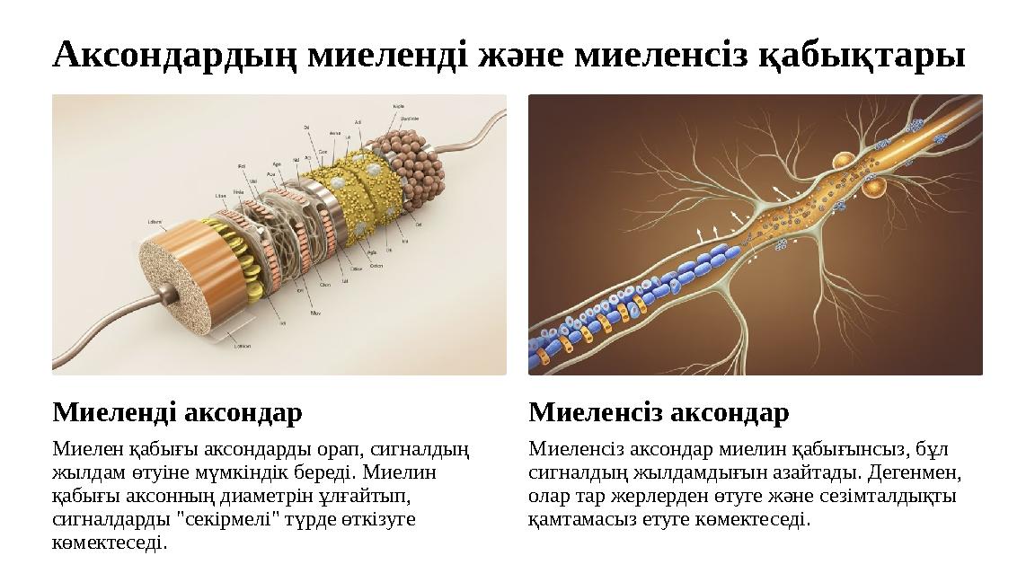 Аксондардың миеленді және миеленсіз қабықтары Миеленді аксондар Миелен қабығы аксондарды орап, сигналдың жылдам өтуіне мүмкінді