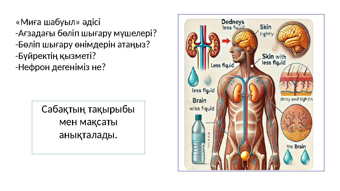 «Миға шабуыл» әдісі -Ағзадағы бөліп шығару мүшелері? -Бөліп шығару өнімдерін атаңыз? -Бүйректің қызметі? -Нефрон дегеніміз не? С