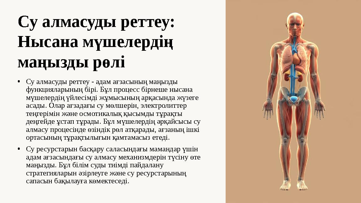 Су алмасуды реттеу: Нысана мүшелердің маңызды рөлі •Су алмасуды реттеу - адам ағзасының маңызды функцияларының бірі. Бұл проц