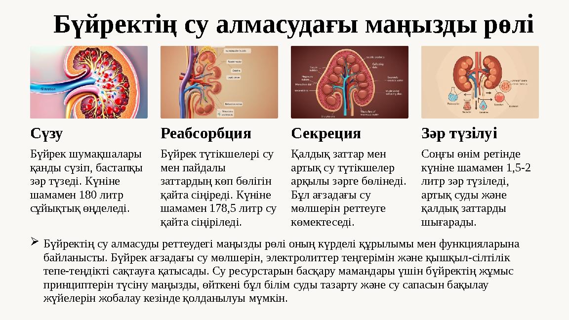 Бүйректің су алмасудағы маңызды рөлі Сүзу Бүйрек шумақшалары қанды сүзіп, бастапқы зәр түзеді. Күніне шамамен 180 литр сұйық