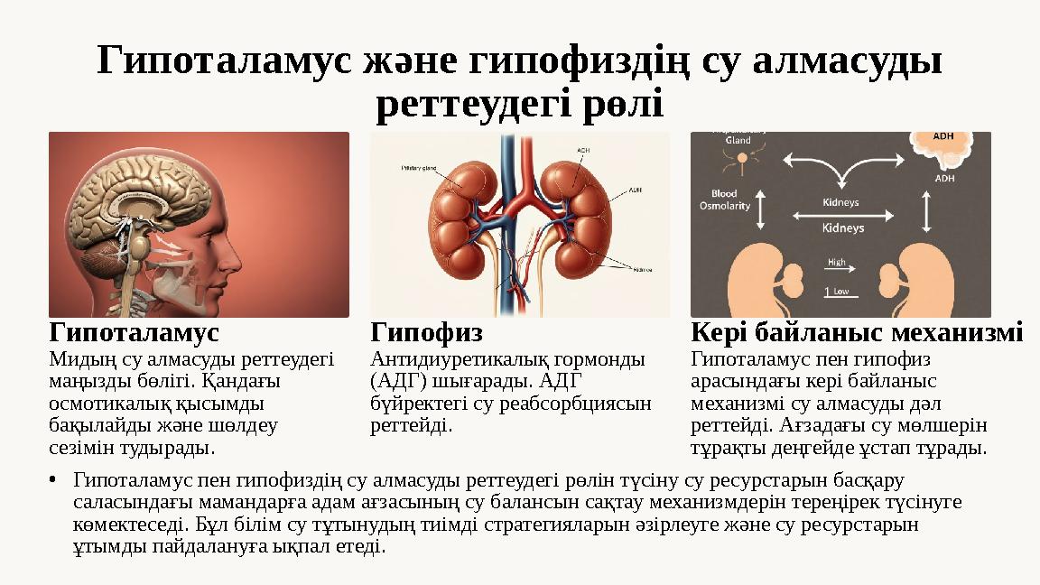Гипоталамус және гипофиздің су алмасуды реттеудегі рөлі Гипоталамус Мидың су алмасуды реттеудегі маңызды бөлігі. Қандағы осмо
