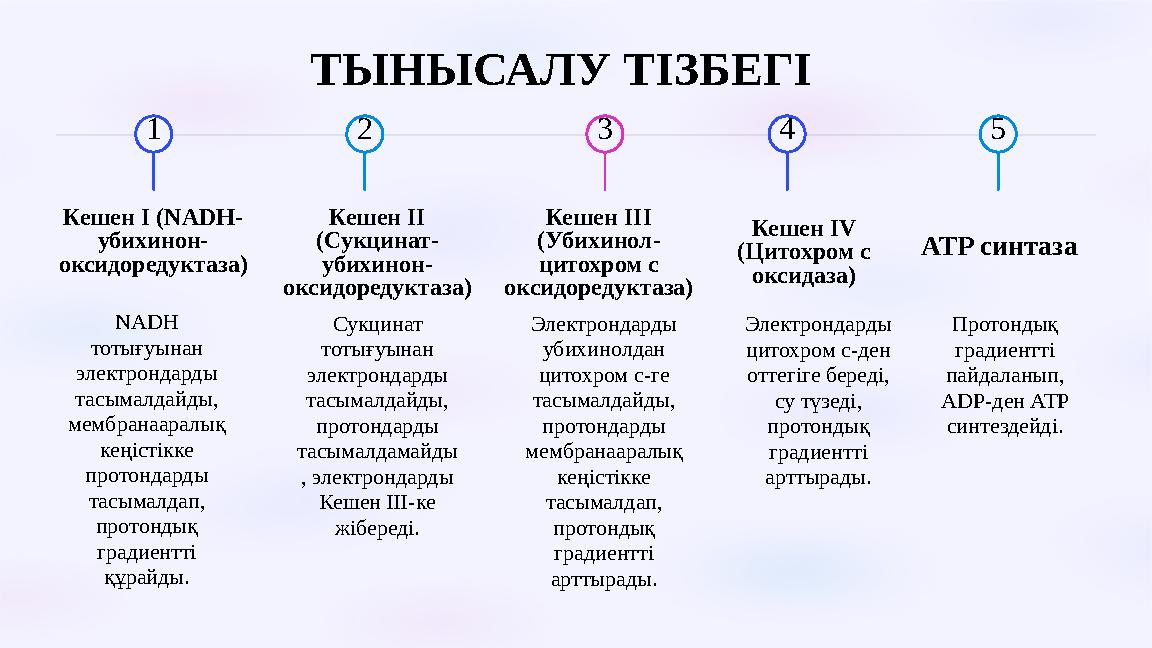 ТЫНЫСАЛУ ТІЗБЕГІ 1 Кешен I (NADH- убихинон- оксидоредуктаза) NADH тотығуынан электрондарды тасымалдайды, мембранааралық к