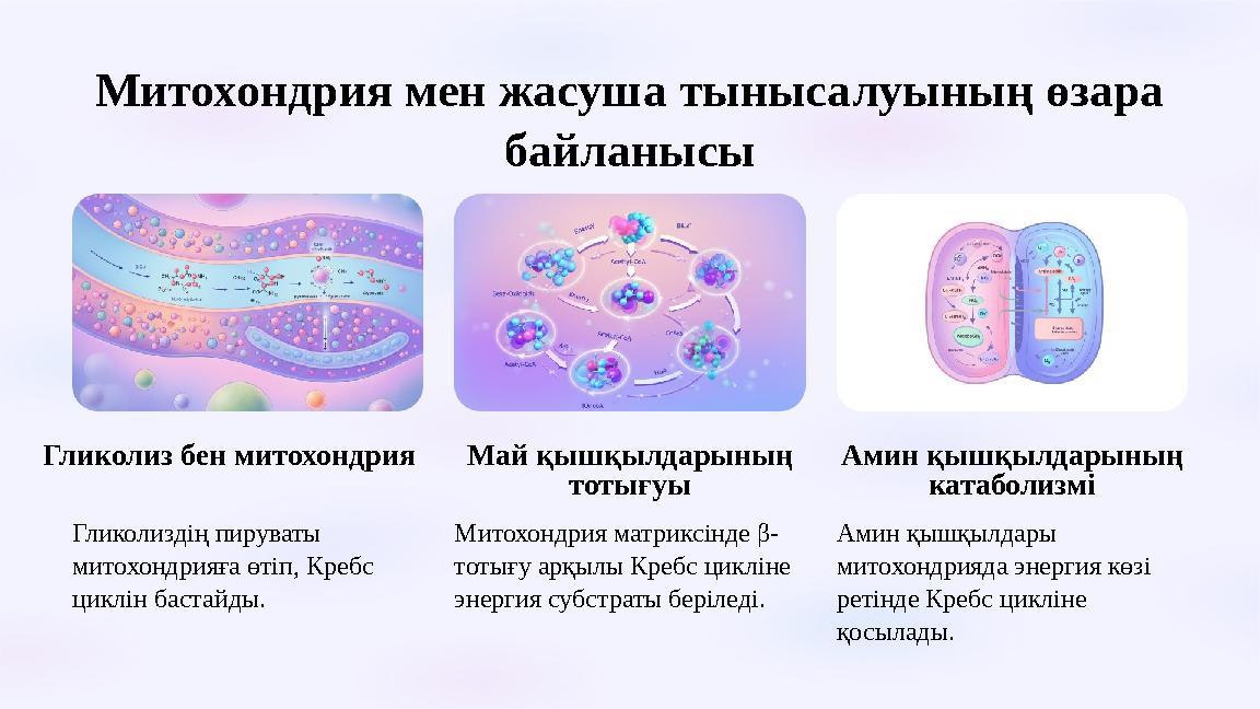 Митохондрия мен жасуша тынысалуының өзара байланысы Гликолиз бен митохондрия Гликолиздің пируваты митохондрияға өтіп, Кребс
