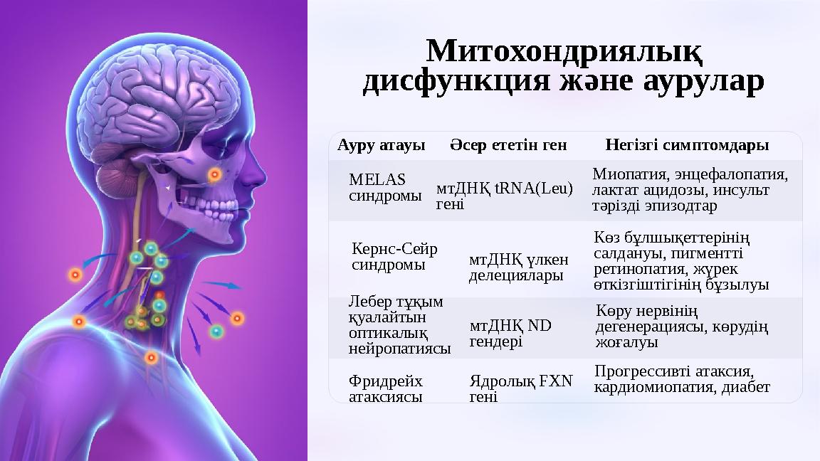 Митохондриялық дисфункция және аурулар Ауру атауыӘсер ететін генНегізгі симптомдары MELAS синдромы мтДНҚ tRNA(Leu) гені М