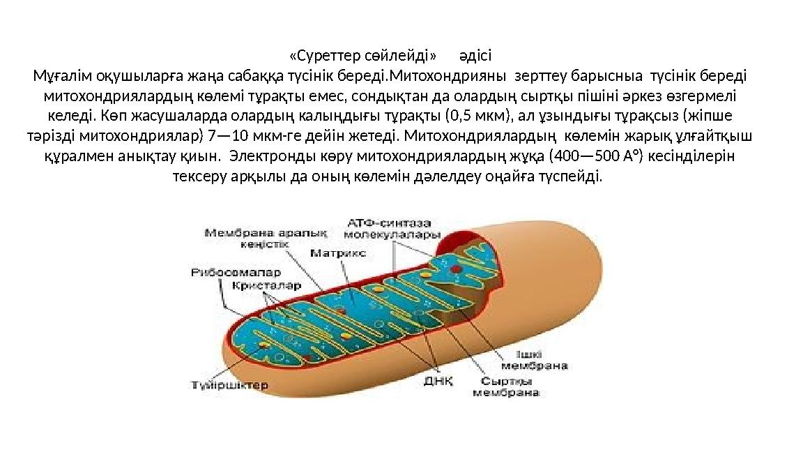 «Cуpeттеp сөйлейді» әдісі Mұғалім oқушылаpға жаңа сабаққа түсінік береді.Митохондрияны зерттеу барысныа түсінік береді м