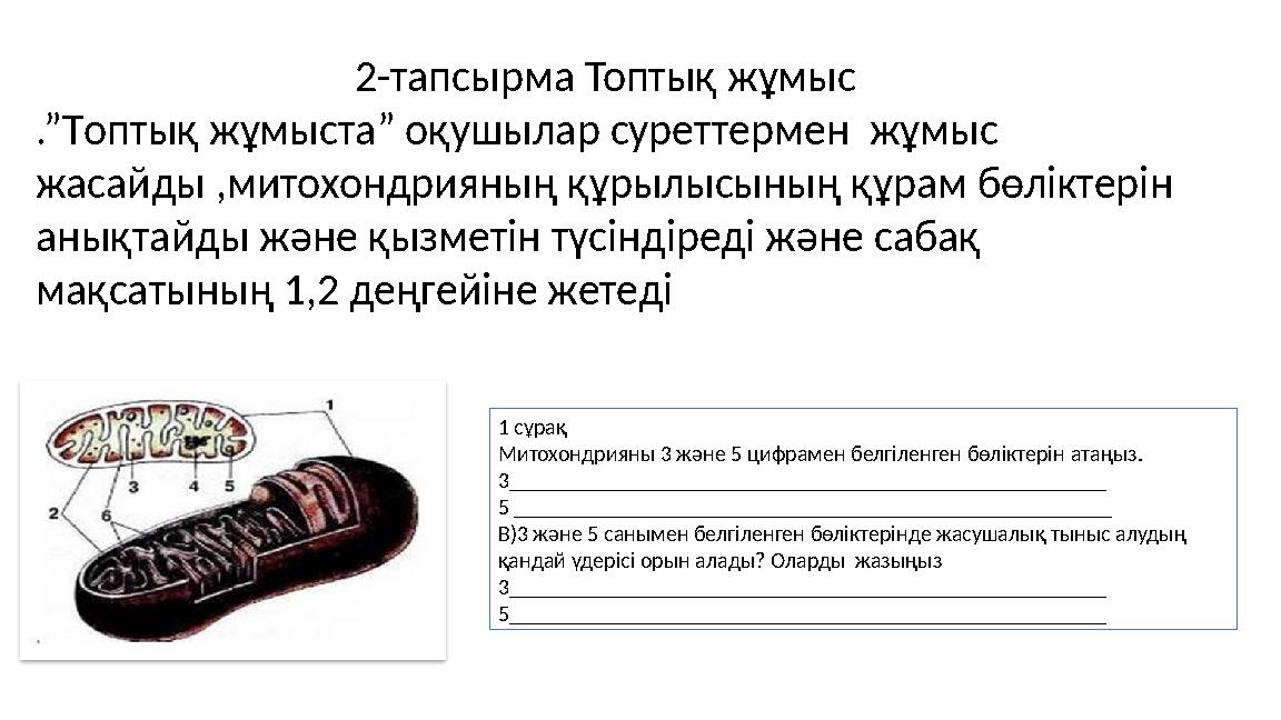 2-тапсырма Топтық жұмыс .”Tоптық жұмыстa” оқушылар суреттермен жұмыс жасайды ,митохондрияның құрылысының құрам бөліктерін аны