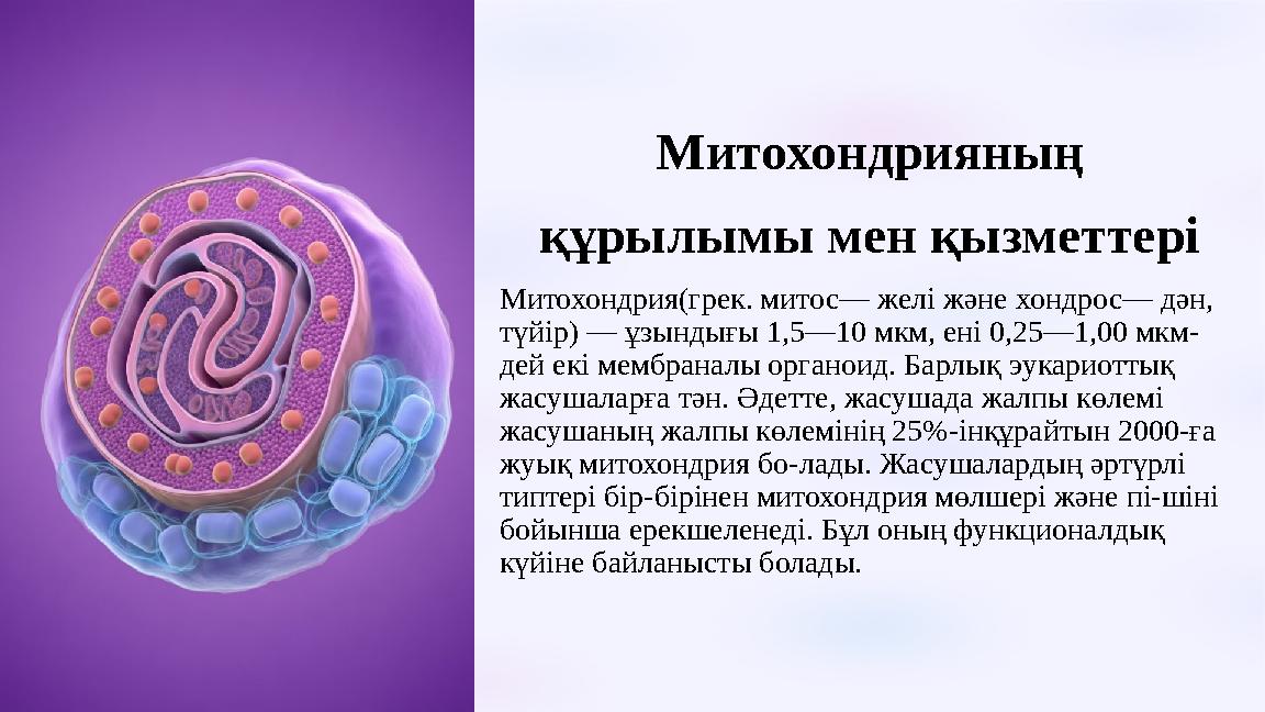 Митохондрияның құрылымы мен қызметтері Митохондрия(грек. митос— желі және хондрос— дән, түйір) — ұзындығы 1,5—10 мкм, ені 0,2