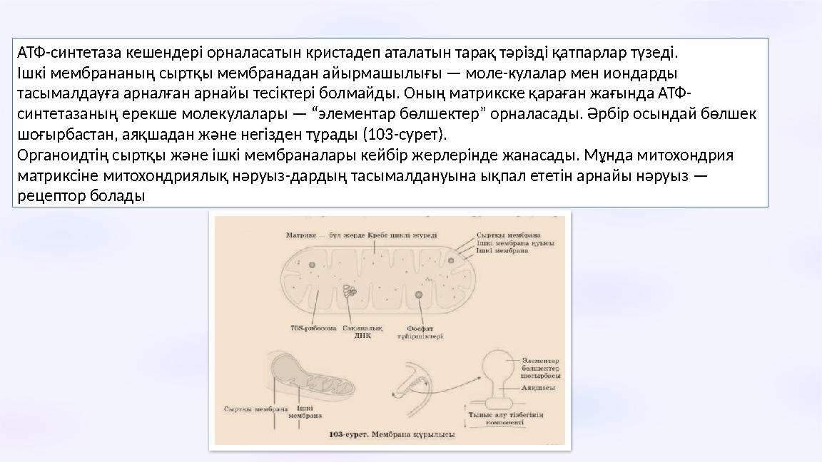АТФ-синтетаза кешендері орналасатын кристадеп аталатын тарақ тәрізді қатпарлар түзеді. Ішкі мембрананың сыртқы мембранадан айыр