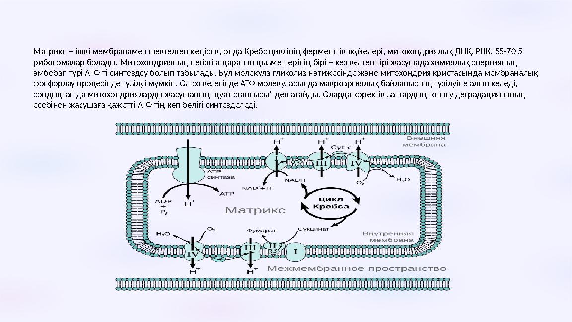 Матрикс -- ішкі мембранамен шектелген кеңістік, онда Кребс циклінің ферменттік жүйелері, митохондриялық ДНҚ, РНК, 55-70 5 рибос