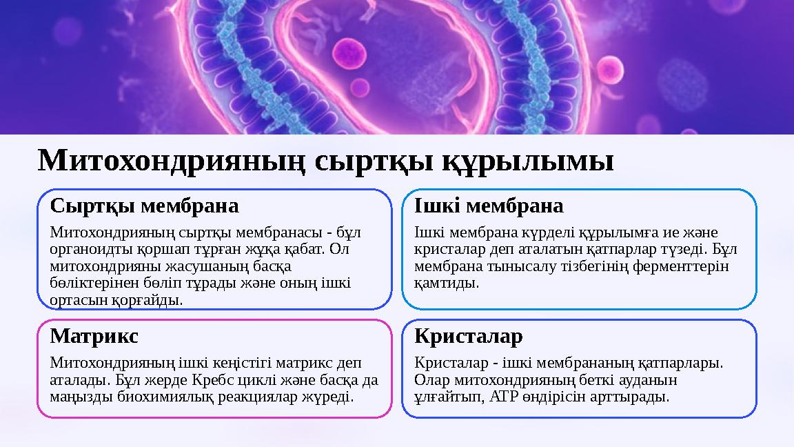 Митохондрияның сыртқы құрылымы Сыртқы мембрана Митохондрияның сыртқы мембранасы - бұл органоидты қоршап тұрған жұқа қабат. Ол