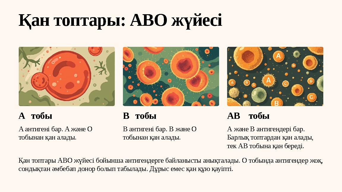 Қан топтары: АВО жүйесі A тобы A антигені бар. A және O тобынан қан алады. B тобы B антигені бар. B және O тобынан қан ала