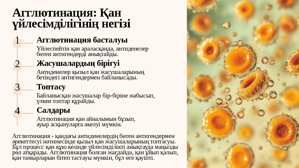 Агглютинация: Қан үйлесімділігінің негізі 1Агглютинация басталуы Үйлеспейтін қан араласқанда, антиденелер бөтен антигендерді а