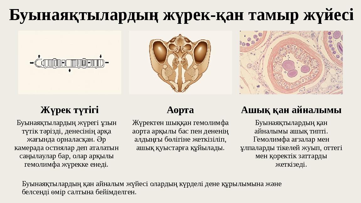 Буынаяқтылардың жүрек-қан тамыр жүйесі Жүрек түтігі Буынаяқтылардың жүрегі ұзын түтік тәрізді, денесінің арқа жағында орналасқ