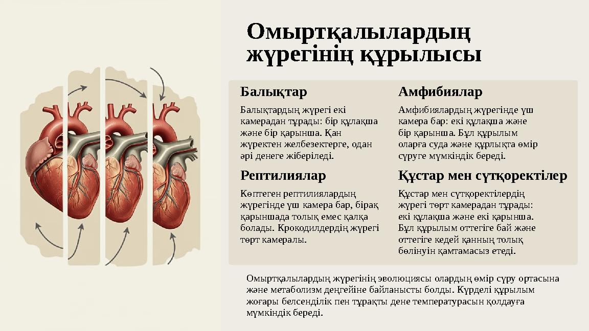 Омыртқалылардың жүрегінің құрылысы Балықтар Балықтардың жүрегі екі камерадан тұрады: бір құлақша және бір қарынша. Қан жүрек
