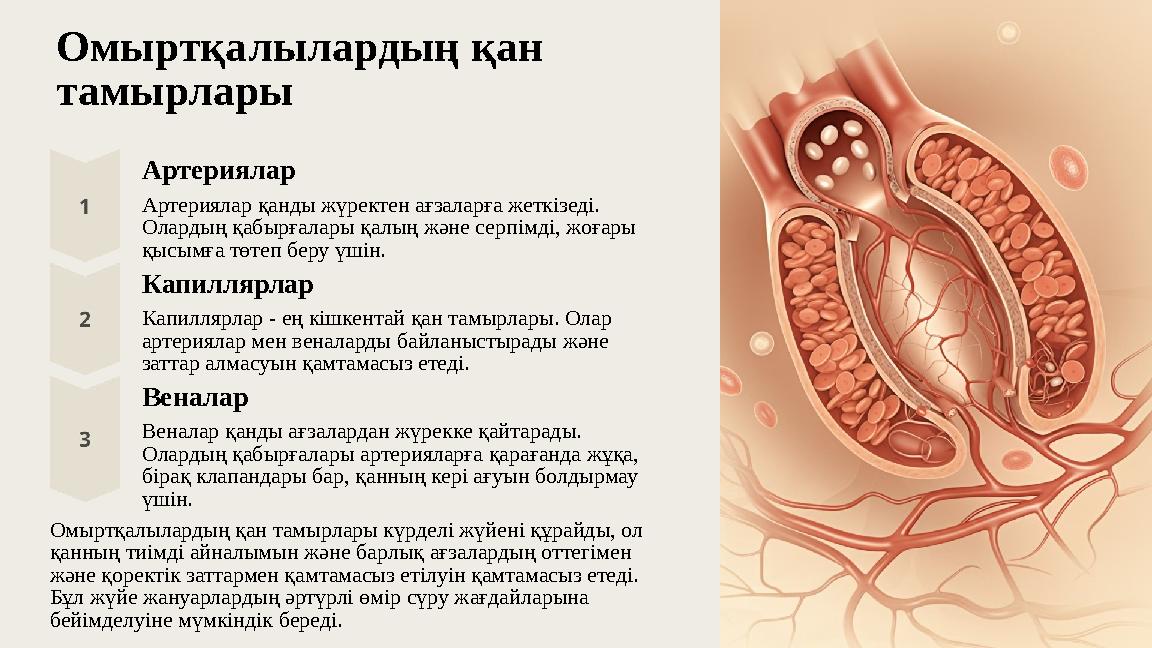 Омыртқалылардың қан тамырлары Артериялар Артериялар қанды жүректен ағзаларға жеткізеді. Олардың қабырғалары қалың және серпімд