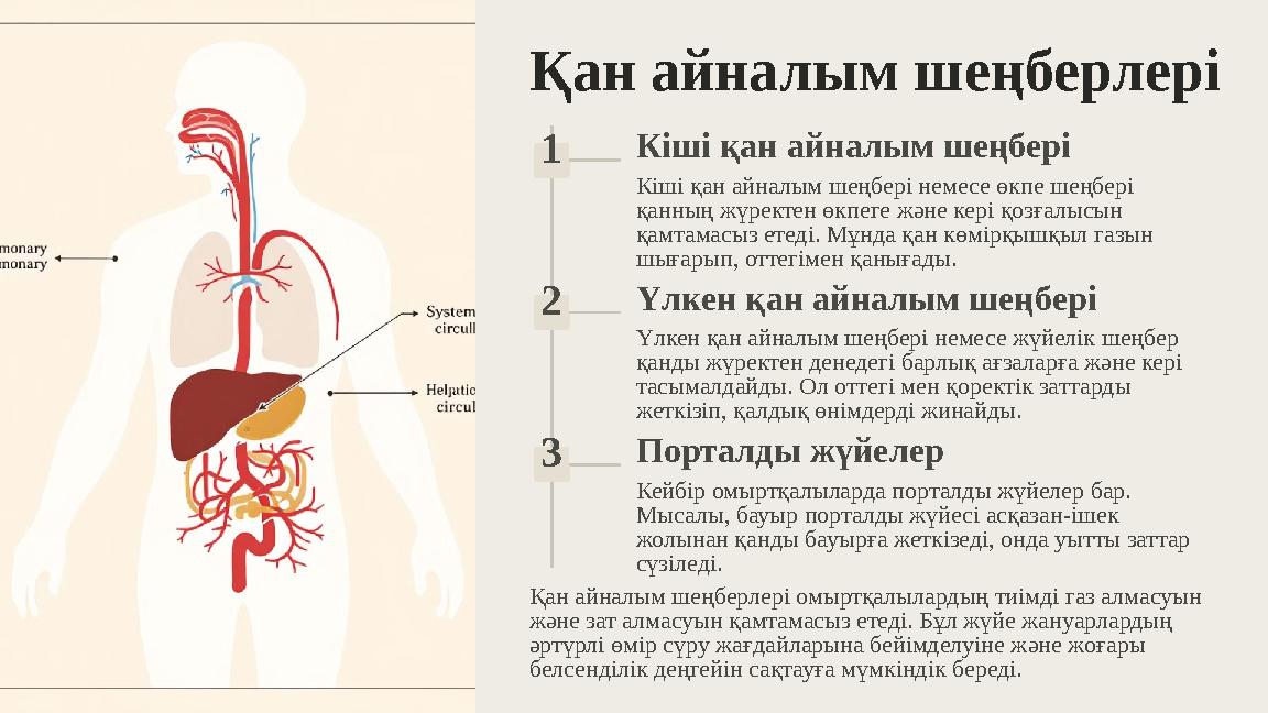 Қан айналым шеңберлері 1 Кіші қан айналым шеңбері Кіші қан айналым шеңбері немесе өкпе шеңбері қанның жүректен өкпеге және кері