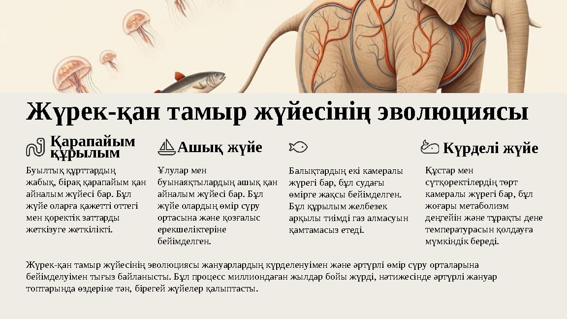 Жүрек-қан тамыр жүйесінің эволюциясы Қарапайым құрылым Буылтық құрттардың жабық, бірақ қарапайым қан айналым жүйесі бар. Бұл