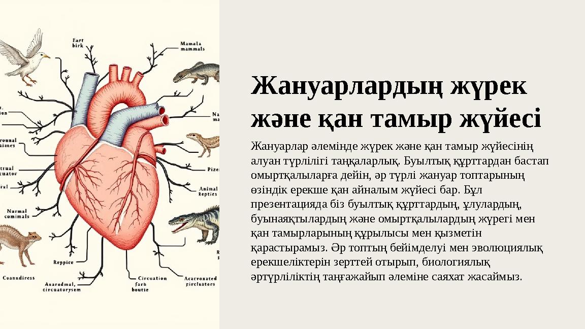 Жануарлардың жүрек және қан тамыр жүйесі Жануарлар әлемінде жүрек және қан тамыр жүйесінің алуан түрлілігі таңқаларлық. Буылты