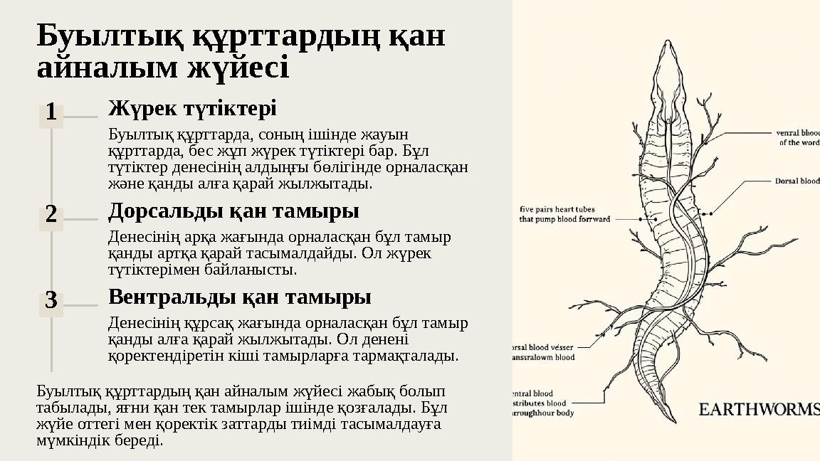 Буылтық құрттардың қан айналым жүйесі 1 Жүрек түтіктері Буылтық құрттарда, соның ішінде жауын құрттарда, бес жұп жүрек түтікте