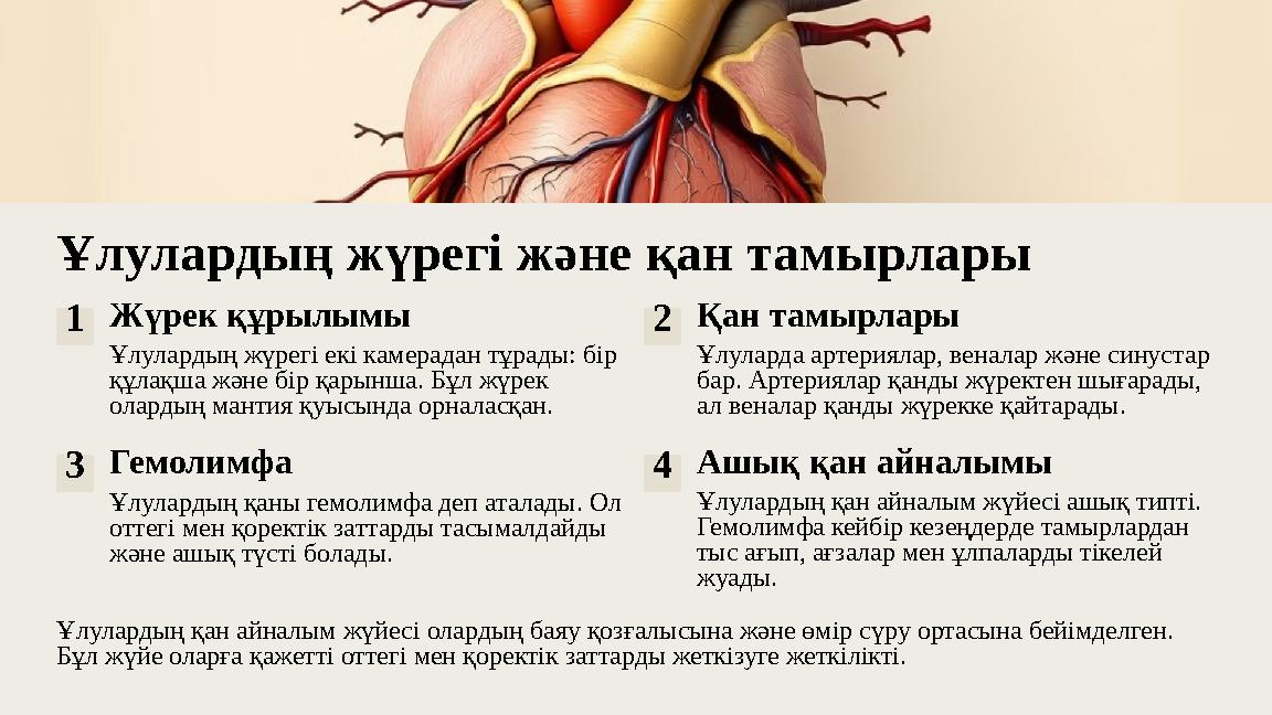 Ұлулардың жүрегі және қан тамырлары 1Жүрек құрылымы Ұлулардың жүрегі екі камерадан тұрады: бір құлақша және бір қарынша. Бұл жү
