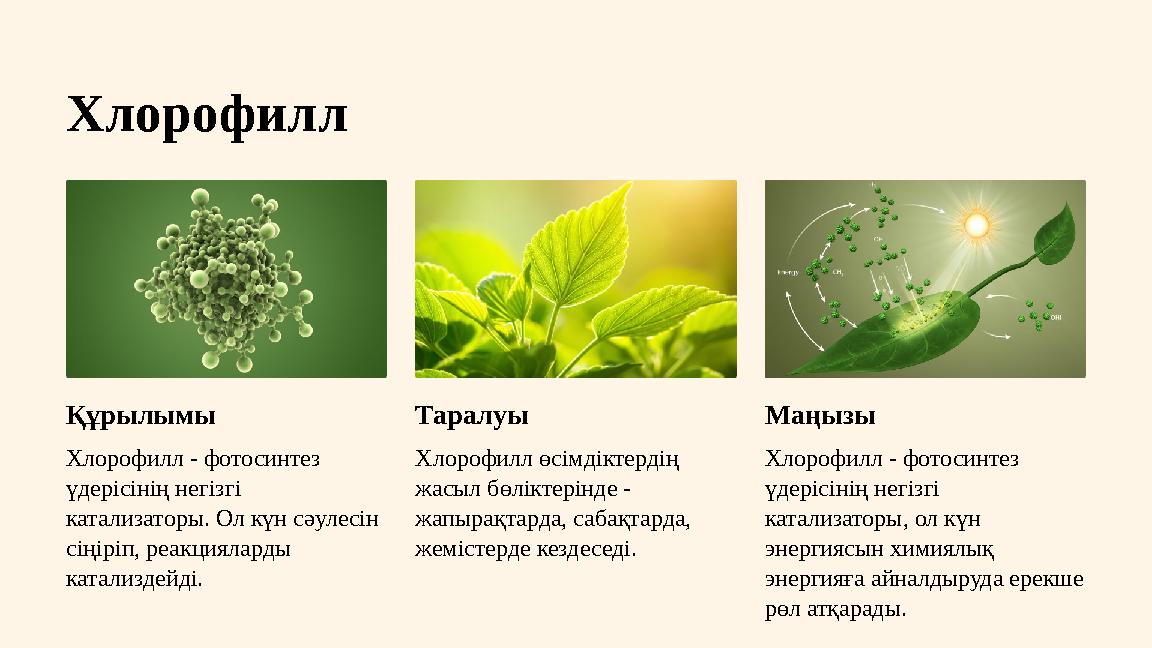 Хлорофилл Құрылымы Хлорофилл - фотосинтез үдерісінің негізгі катализаторы. Ол күн сәулесін сіңіріп, реакцияларды катализдейд