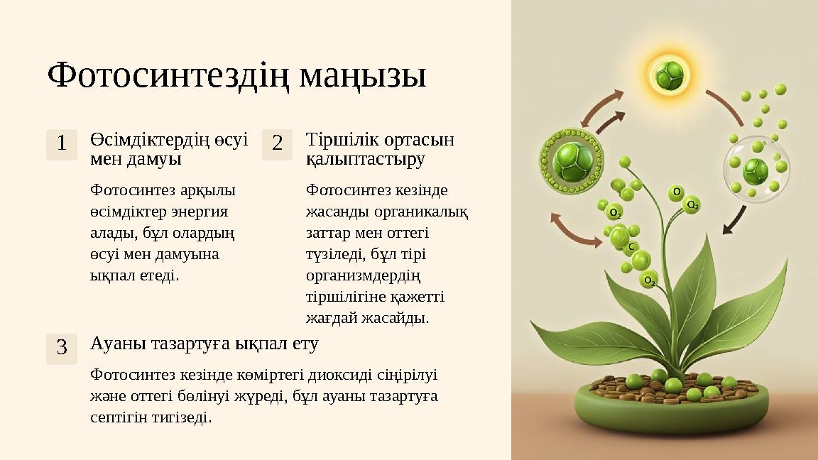 Фотосинтездің маңызы 1Өсімдіктердің өсуі мен дамуы Фотосинтез арқылы өсімдіктер энергия алады, бұл олардың өсуі мен дамуына