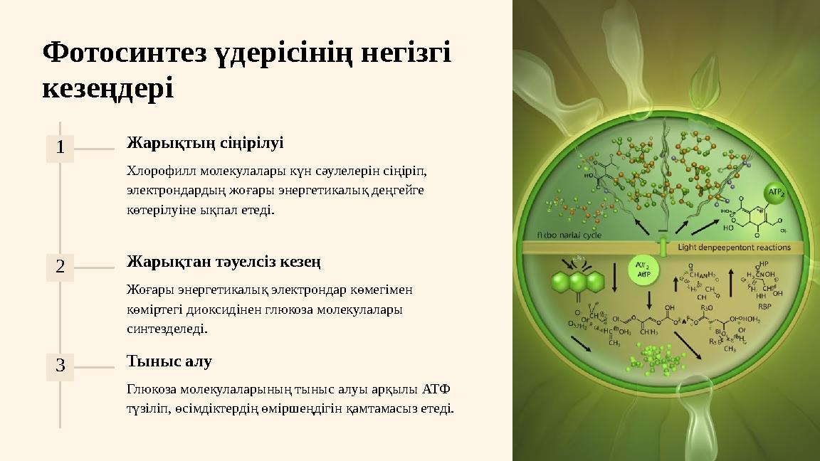 Фотосинтез үдерісінің негізгі кезеңдері 1 Жарықтың сіңірілуі Хлорофилл молекулалары күн сәулелерін сіңіріп, электрондардың жоғ