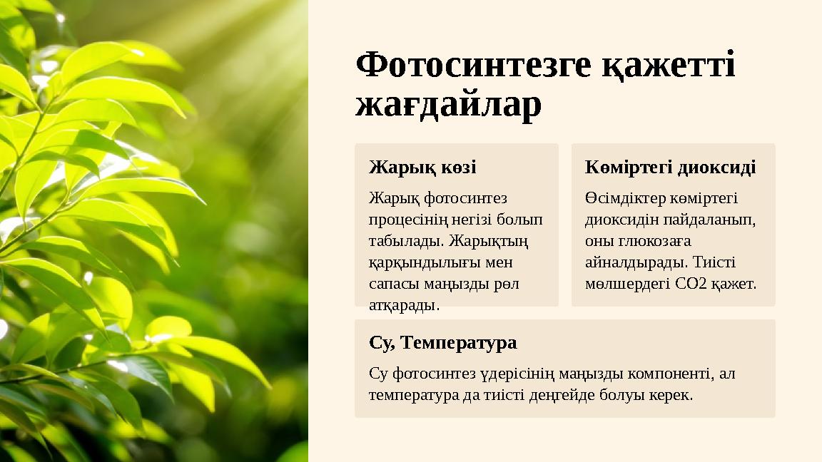 Фотосинтезге қажетті жағдайлар Жарық көзі Жарық фотосинтез процесінің негізі болып табылады. Жарықтың қарқындылығы мен сапа