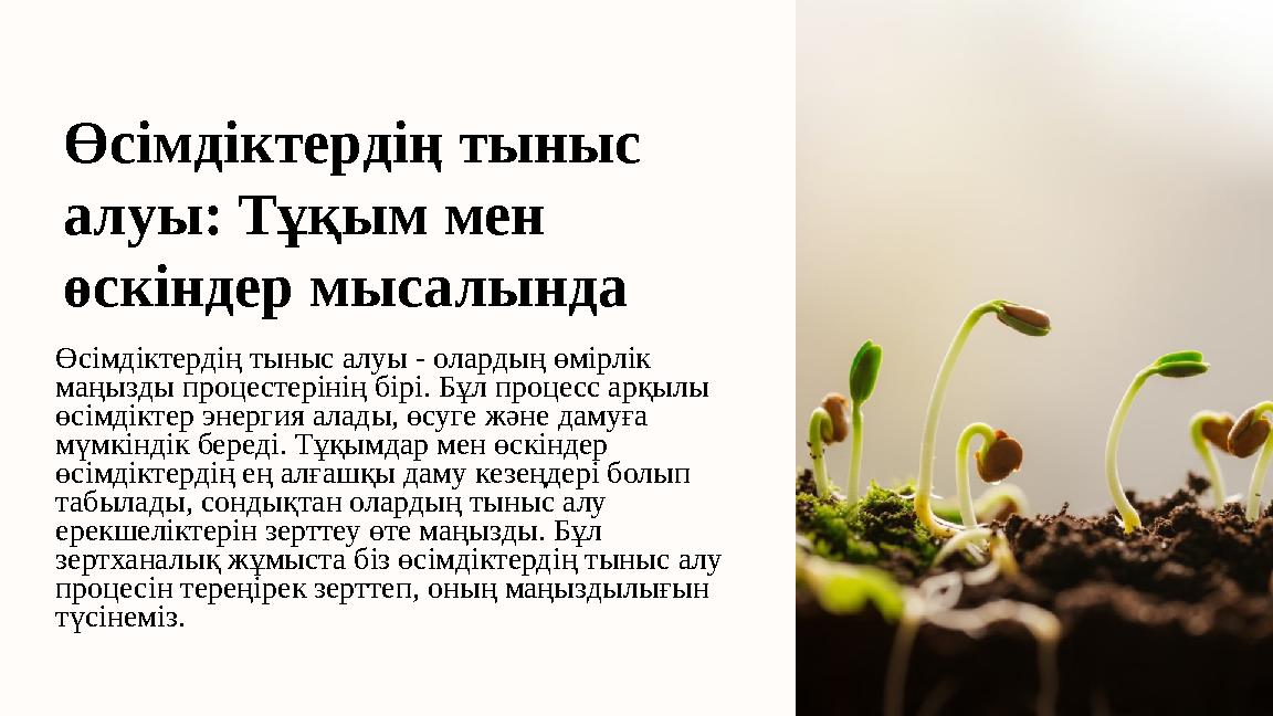 Өсімдіктердің тыныс алуы: Тұқым мен өскіндер мысалында Өсімдіктердің тыныс алуы - олардың өмірлік маңызды процестерінің бірі.