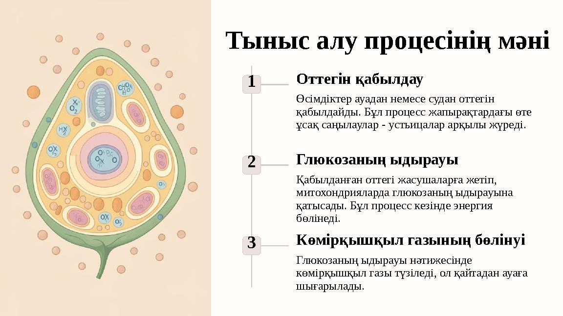 Тыныс алу процесінің мәні 1 Оттегін қабылдау Өсімдіктер ауадан немесе судан оттегін қабылдайды. Бұл процесс жапырақтардағы өте