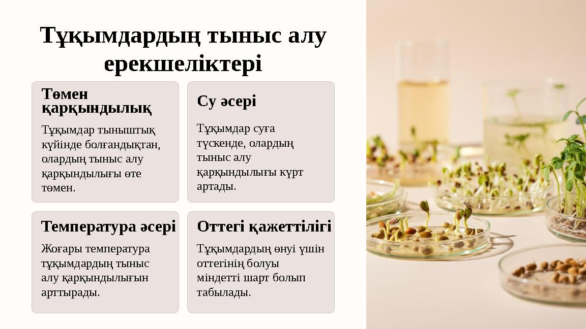 Тұқымдардың тыныс алу ерекшеліктері Төмен қарқындылық Тұқымдар тыныштық күйінде болғандықтан, олардың тыныс алу қарқындылығ