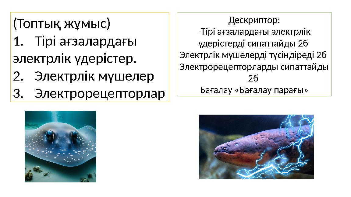 (Топтық жұмыс) 1.Тірі ағзалардағы электрлік үдерістер. 2.Электрлік мүшелер 3.Электрорецепторлар Дескриптор: -Тірі ағзалардағ